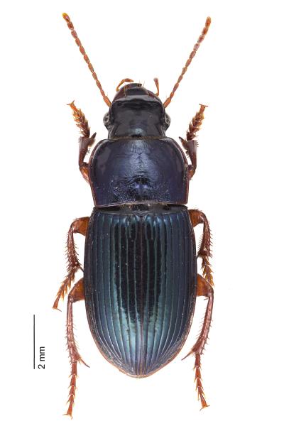   - Harpalus rubripes