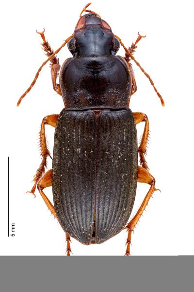   - Harpalus rufipes