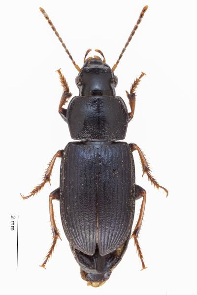   - Harpalus signaticornis
