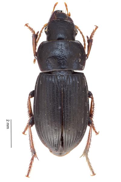   - Harpalus solitaris