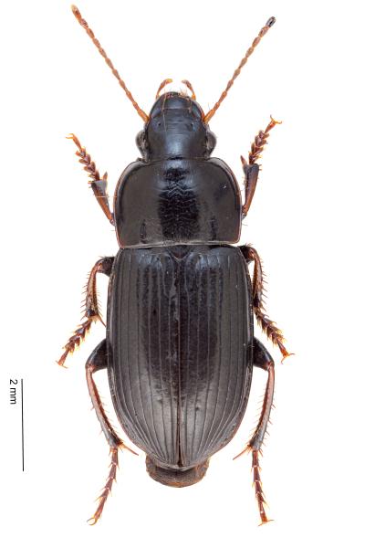   - Harpalus subcylindricus