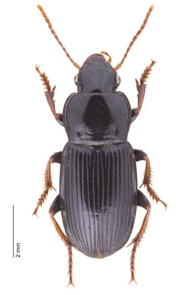 Carabes de Suisse  - Harpalus sulphuripes sulphuripes