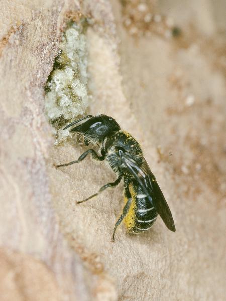 Les abeilles sauvages de Suisse  - Heriades truncorum