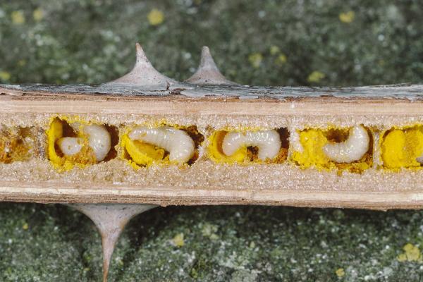 Les abeilles sauvages de Suisse  - Heriades truncorum