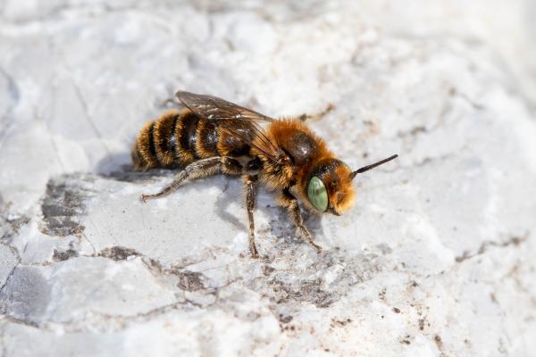 Wildbienen der Schweiz Französische Felsenbiene - Hoplitis ravouxi
