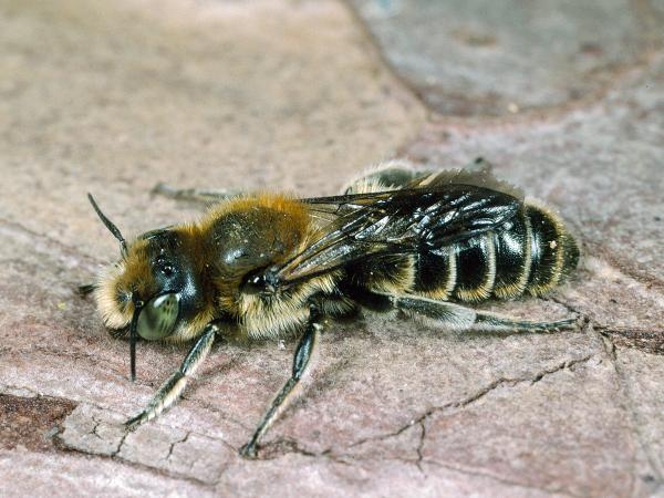 Wildbienen der Schweiz Gewöhnliche Natternkopfbiene - Hoplitis adunca