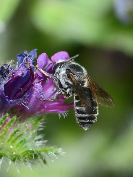 Wildbienen der Schweiz Gewöhnliche Natternkopfbiene - Hoplitis adunca