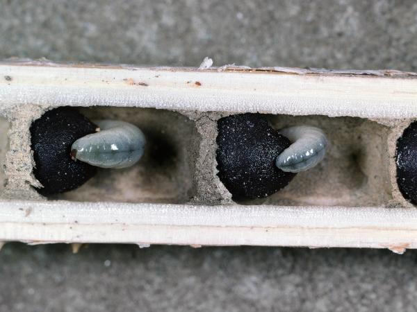 Wildbienen der Schweiz Gewöhnliche Natternkopfbiene - Hoplitis adunca