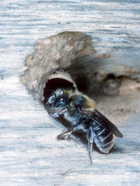 Wildbienen der Schweiz Matte Natternkopfbiene - Hoplitis anthocopoides