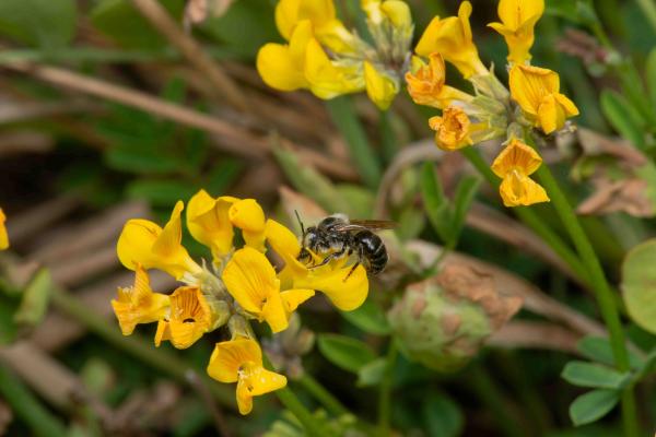 Wildbienen der Schweiz Gelbspornige Stängelbiene - Hoplitis claviventris