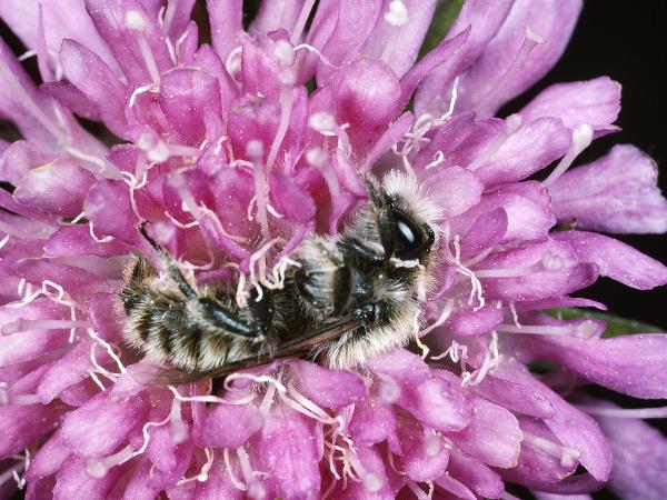 Wildbienen der Schweiz Dalmatinische Felsenbiene - Hoplitis dalmatica