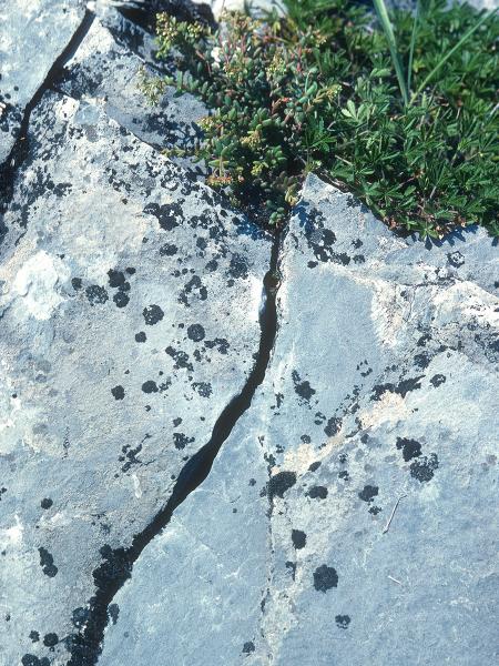 Wildbienen der Schweiz Dalmatinische Felsenbiene - Hoplitis dalmatica