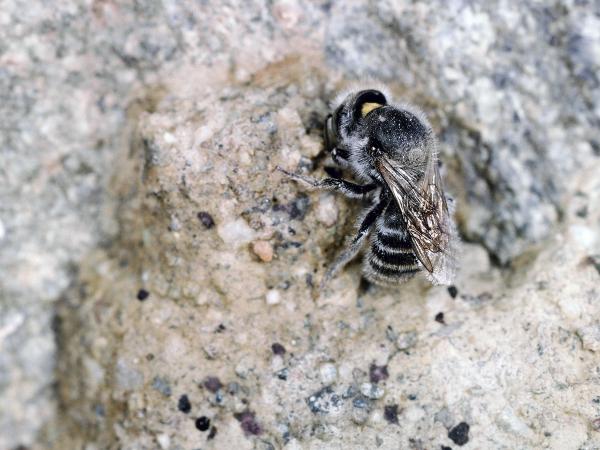 Wildbienen der Schweiz Gebirgs-Natternkopfbiene - Hoplitis lepeletieri
