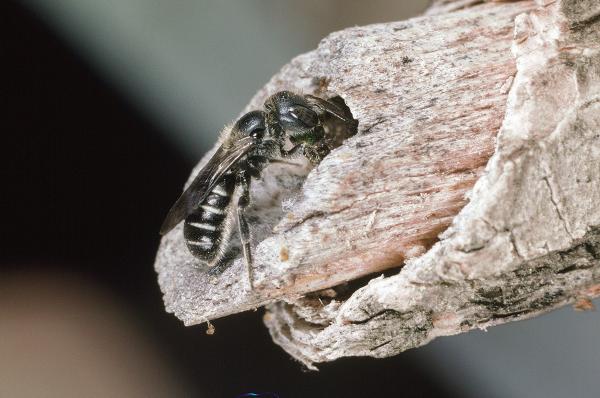 Les abeilles sauvages de Suisse  - Hoplitis leucomelana