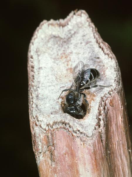 Les abeilles sauvages de Suisse  - Hoplitis leucomelana