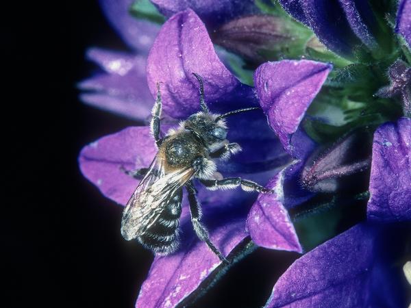 Wildbienen der Schweiz Glockenblumen-Felsenbiene - Hoplitis mitis