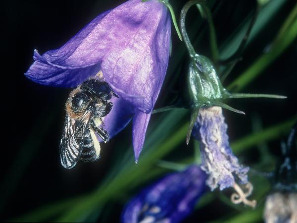 Wildbienen der Schweiz Glockenblumen-Felsenbiene - Hoplitis mitis