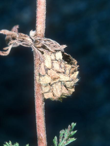 Wildbienen der Schweiz Glockenblumen-Felsenbiene - Hoplitis mitis