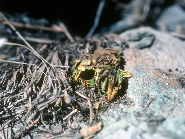 Wildbienen der Schweiz Glockenblumen-Felsenbiene - Hoplitis mitis