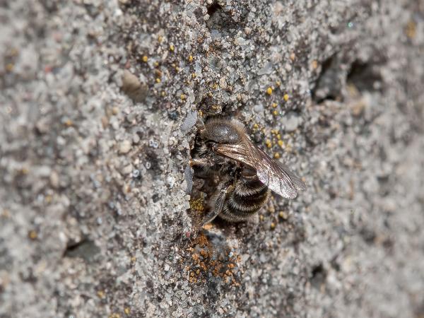 Wildbienen der Schweiz Französische Felsenbiene - Hoplitis ravouxi