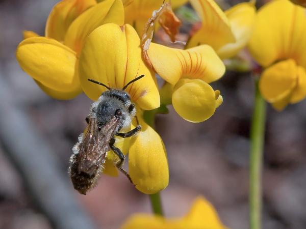 Wildbienen der Schweiz Französische Felsenbiene - Hoplitis ravouxi