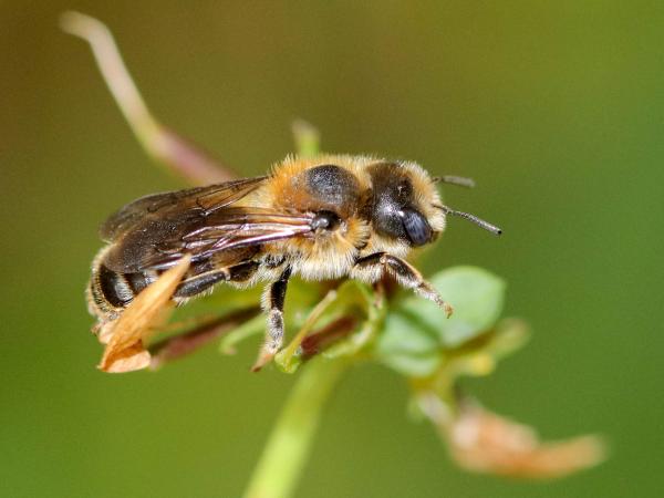 Wildbienen der Schweiz Dreizahn-Stängelbiene - Hoplitis tridentata