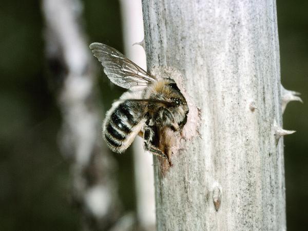 Wildbienen der Schweiz Dreizahn-Stängelbiene - Hoplitis tridentata