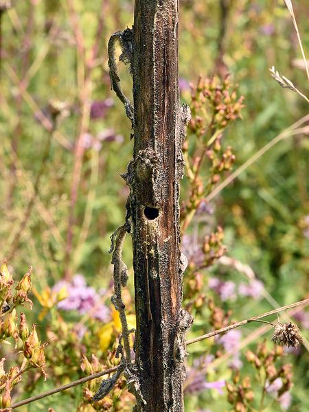 Wildbienen der Schweiz Dreizahn-Stängelbiene - Hoplitis tridentata