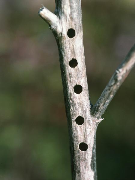 Wildbienen der Schweiz Dreizahn-Stängelbiene - Hoplitis tridentata