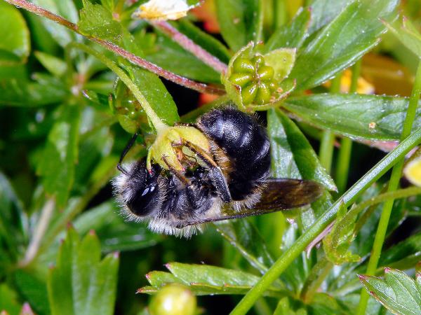 Wildbienen der Schweiz Höcker-Stängelbiene  - Hoplitis tuberculata