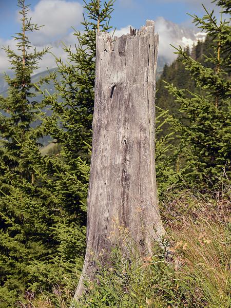 Wildbienen der Schweiz Höcker-Stängelbiene  - Hoplitis tuberculata