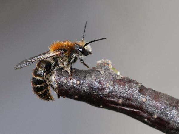 Wildbienen der Schweiz Höcker-Stängelbiene  - Hoplitis tuberculata