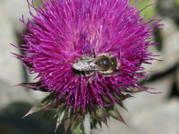 Wildbienen der Schweiz Zottige Felsenbiene - Hoplitis villosa