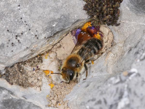 Wildbienen der Schweiz Zottige Felsenbiene - Hoplitis villosa