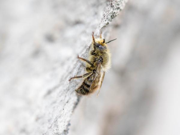 Wildbienen der Schweiz Zottige Felsenbiene - Hoplitis villosa
