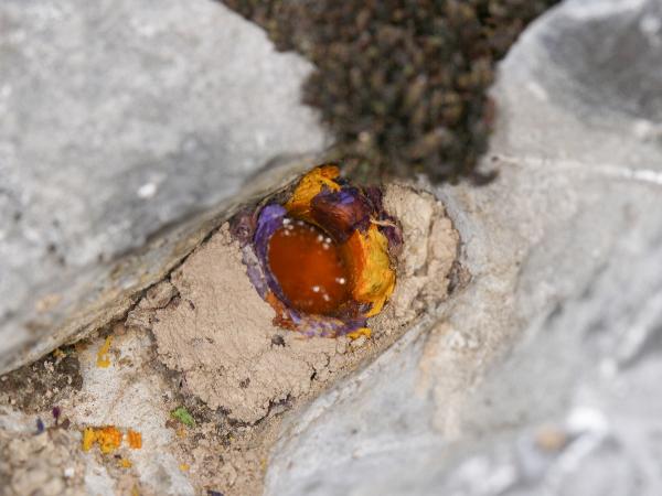 Wildbienen der Schweiz Zottige Felsenbiene - Hoplitis villosa