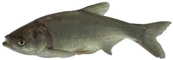  Silberner Tolstolob  - Hypophthalmichthys molitrix 