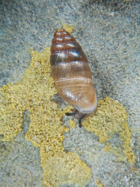 Mollusken der Schweiz Vierzahn -Turmschnecke - Jaminia  quadridens 