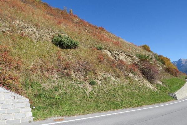 Mollusken der Schweiz Vierzahn -Turmschnecke - Jaminia  quadridens 