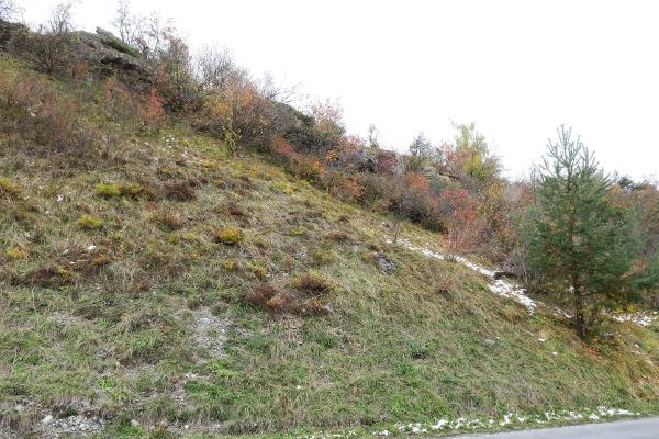 Mollusken der Schweiz Vierzahn -Turmschnecke - Jaminia  quadridens 