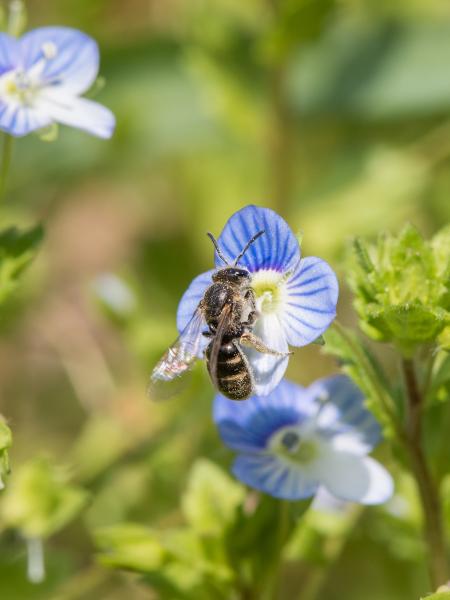 Wildbienen der Schweiz Feldweg-Schmalbiene - Lasioglossum malachurum