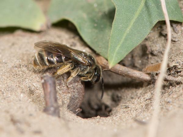 Wildbienen der Schweiz Langlebige Schmalbiene - Lasioglossum marginatum