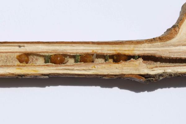 Wildbienen der Schweiz Gelbspornige Stängelbiene - Hoplitis claviventris