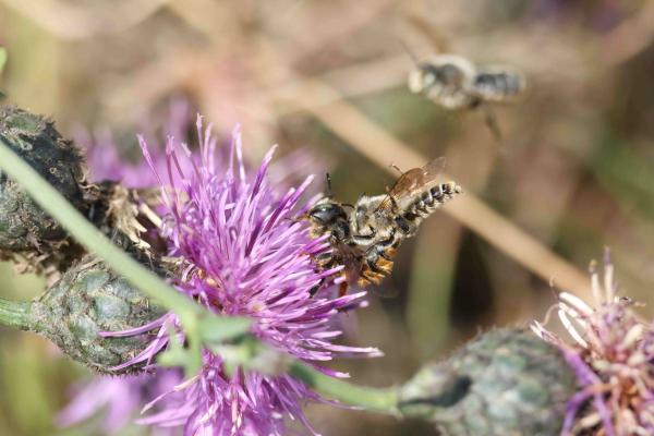 Wildbienen der Schweiz  - Lithurgus chrysurus