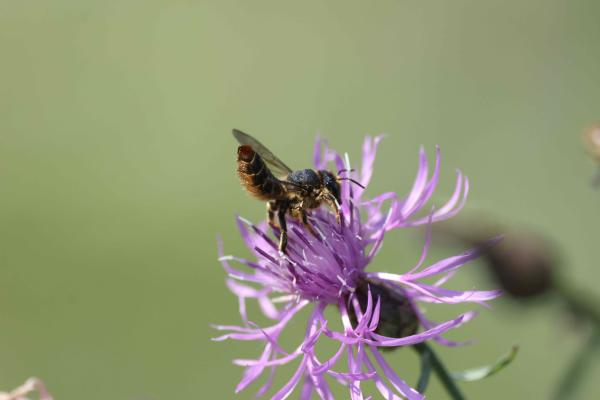 Wildbienen der Schweiz  - Lithurgus chrysurus