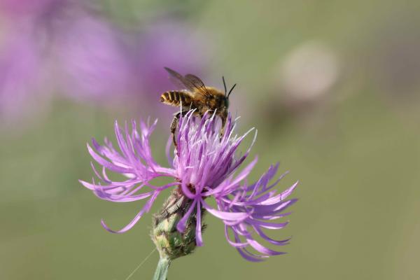 Wildbienen der Schweiz  - Lithurgus chrysurus