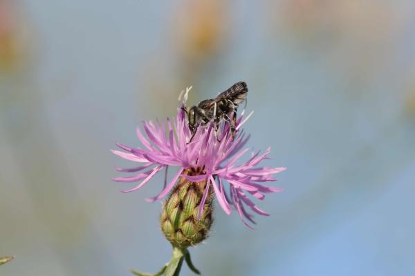 Wildbienen der Schweiz  - Megachile flabellipes