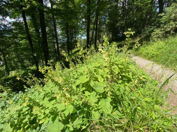 Wildbienen der Schweiz  - Megachile ligniseca