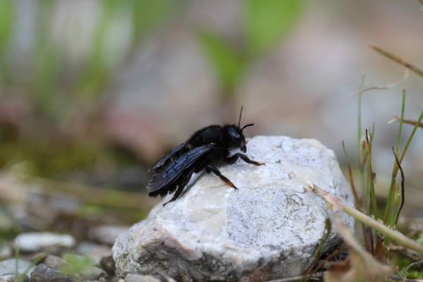 Wildbienen der Schweiz  - Megachile parietina