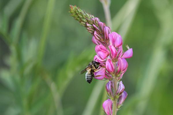 Wildbienen der Schweiz  - Megachile pyrenaica